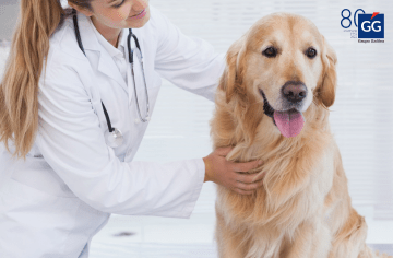 7 de cada 10 veterinarios recomiendan los seguros de Salud para mascotas para mejorar su cuidado 3